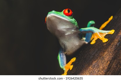 Red-eyed Frog (Agalychnis Callidryas) Sitting On A Tree Log, Close-up. Zoo Laboratory, Terrarium, Zoology, Herpetology, Science, Education. Wildlife Of Neotropical Rainforests