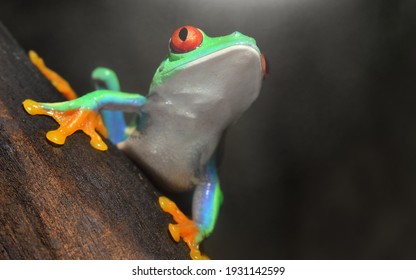 Red-eyed Frog (Agalychnis Callidryas) Sitting On A Tree Log, Close-up. Zoo Laboratory, Terrarium, Zoology, Herpetology, Science, Education. Wildlife Of Neotropical Rainforests