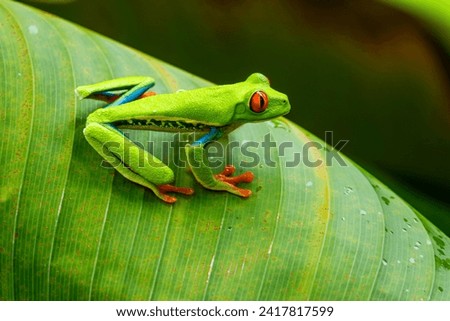 Red-eyed Leaf Frog or Tree Frog on a leaf in Costa Rican rain forest, Costa Rica, Central America