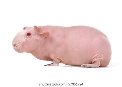 Skinny Pig Images, Stock Photos 