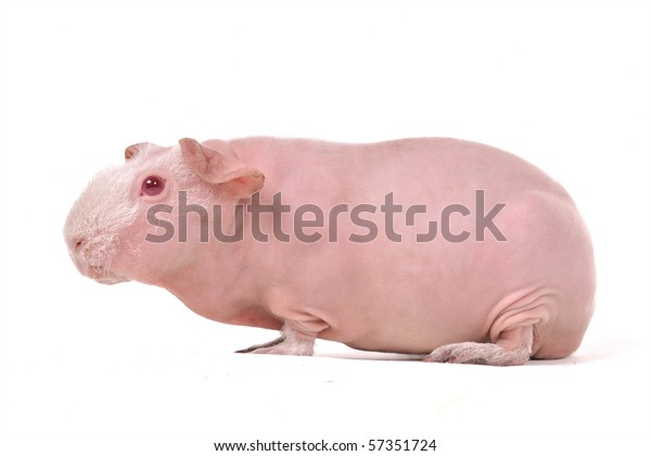 Redeyed Skinny Guinea Pig Portrait Stock Photo Edit Now 57351724