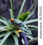 Red-Eyed Tree Frog