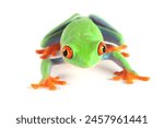 Red-eyed tree frog (Agalychnis callidryas) closeup, Amphibian isolated on white background.