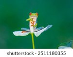 Red-eyed tree frog (Agalychnis callidryas) on the leaf in the rainforest of Costa Rica.