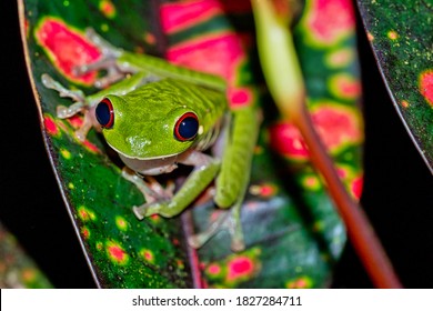 Red-eyed Tree Frog Agalychnis callidryas at Tropical Rainforest Corcovado National Park Osa Conservation Area Osa Peninsula Costa Rica Central America America