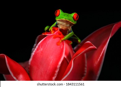 Red-eyed Tree Frog, Agalychnis callidryas, animal with big red eyes, in the nature habitat, Costa Rica. Beautiful amphibian in the night forest, exotic animal from America on red bloom of flower.  - Shutterstock ID 1843111561