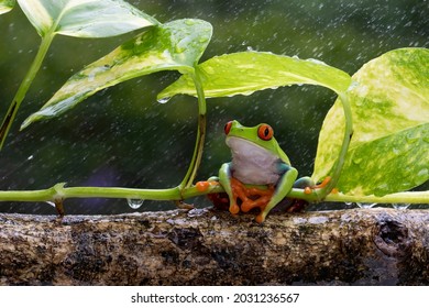 Red-eyed Tree Frog (Agalychnis Callidryas) Shelter From The Heavy Rain. 