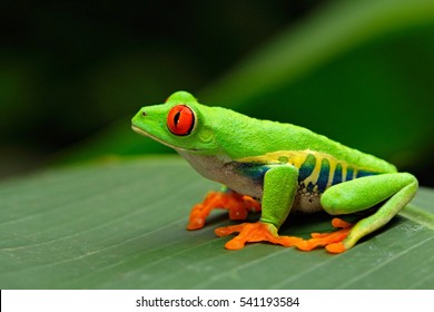 Red-eyed Tree Frog, Agalychnis Callidryas, Costa Rica. Beautiful Frog From Tropical Forest. Jungle Animal On The Green Leave. Frog With Red Eye.