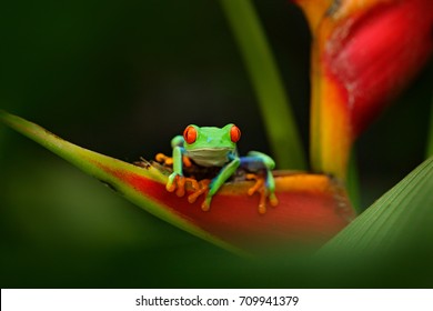 Red-eyed Tree Frog, Agalychnis callidryas, animal with big red eyes, in the nature habitat, Panama. Beautiful frog in the forest, exotic animal from central America on the red flower.