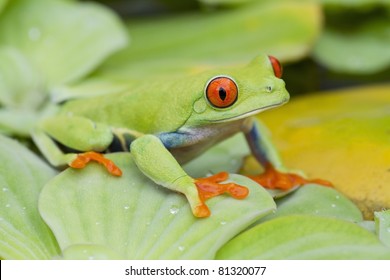 パナマとコスタリカの熱帯雨林原産の赤い目のカエルまたはアガリクニス カリドライア Green Tree Frog By Green Color 緑の カエル とも呼ばれ 赤い目 青い側面 オレンジの手が目立つ の写真素材 今すぐ編集