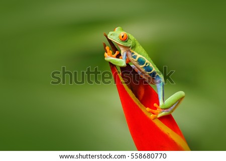 Red-eyed Tree Frog, Agalychnis callidryas, animal with big red eyes, in the nature habitat, Costa Rica. Beautiful frog in forest, exotic animal from central America.