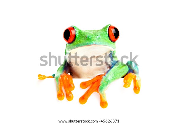 Redeyed Tree Frog Agalychnis Callidryas Isolated Stock Photo 45626371 ...