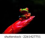 
Red-eyed tree frog bright vivid colors at night in tropical rainforest treefrog in jungle Costa Rica  