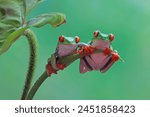 Red-eyed tree frog closeup on branch, red-eyed tree frog (Agalychnis callidryas) closeup