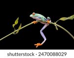 Red-eyed tree frog closeup on branch isolated on black background, Red-eyed tree frog (Agalychnis callidryas) closeup, Exotic animal of rain forest