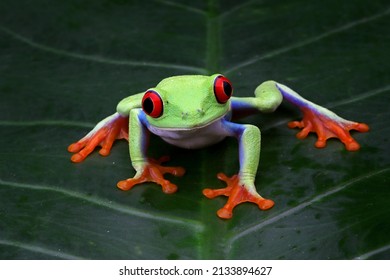 Red-eyed tree frog closeup on green leaves, Red-eyed tree frog (Agalychnis callidryas) closeup on branch - Powered by Shutterstock