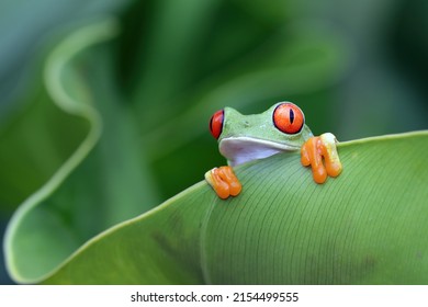 Red-eyed tree frog closeup on leaves, Red-eyed tree frog (Agalychnis callidryas) closeup on branch - Shutterstock ID 2154499555