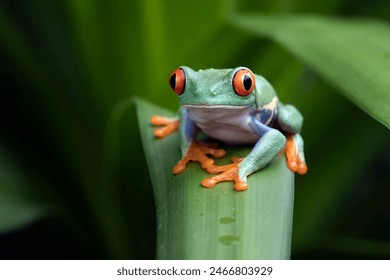 Red-eyed tree frog closeup on green leaves, Red-eyed tree frog (Agalychnis callidryas) closeup, Exotic animal of rain forest