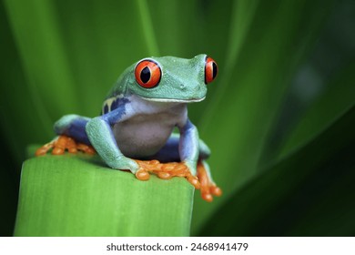Red-eyed tree frog closeup on green leaves, Red-eyed tree frog (Agalychnis callidryas) closeup, Exotic animal of rain forest