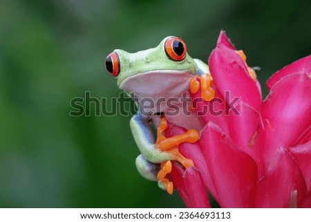 Red-eyed tree frog closeup on red flower, Red-eyed tree frog (Agalychnis callidryas) closeup on branch