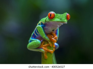 Red-Eyed Tree Frog In Costa Rican Rain Forest 