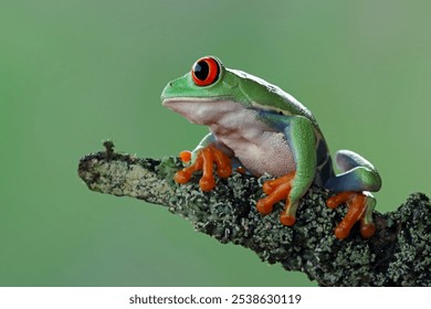 Red-eyed tree frog crawl on bark, Red-eyed tree frog (Agalychnis callidryas) closeup, Exotic animal of rain forest - Powered by Shutterstock