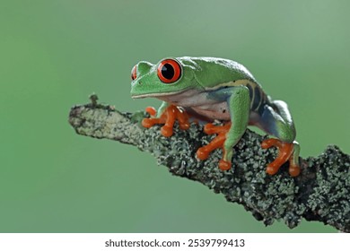 Red-eyed tree frog crawl on bark, Red-eyed tree frog (Agalychnis callidryas) closeup, Exotic animal of rain forest - Powered by Shutterstock