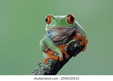 Red-eyed tree frog crawl on bark, Red-eyed tree frog (Agalychnis callidryas) closeup, Exotic animal of rain forest - Powered by Shutterstock