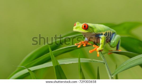 目の赤いカエルは 目の細い赤い目をしていて 目の細い赤いカエルです 緑色の鮮やかな体で 黄色と青で 縦に縞模様が入っています 足の指はオレンジ色か赤色 の写真素材 今すぐ編集