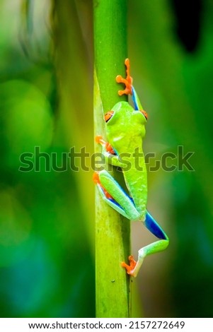 Red-eyed tree frog in its natural habitat in Costa Rica. Tropical rainforest wildlife. Colorful frog isolated in a bright green background. 