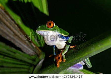 Red-Eyed Tree Frog at Night in Costa Rican Rainforest