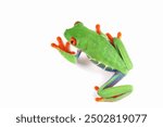 Red-eyed tree frog on white background, red-eyed tree frog (Agalychnis callidryas) closeup