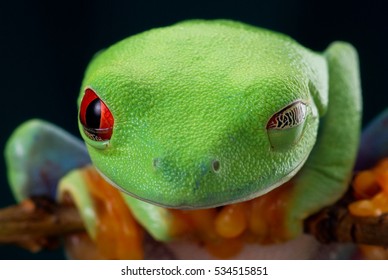 Redeyed Tree Frog Portrait Winking Frog Stock Photo 534515851 ...