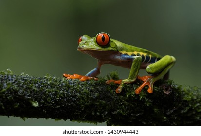 Red-eyed tree frog in the rainforest of Costa Rica  - Powered by Shutterstock