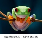 The red-eyed tree frog. Frog with red eyes, wood. Beautiful green and blue colors. Exotic animal of rain forest. agalychnis