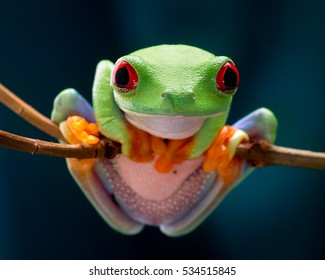 The Red-eyed Tree Frog. Frog With Red Eyes, Wood. Beautiful Green And Blue Colors. Exotic Animal Of Rain Forest. Agalychnis