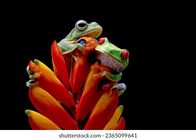 Red-eyed tree frog and Rhacophorus reinwardtii on black background, Red-eyed tree frog and Rhacophorus reinwardtii on red flower with isolated background - Powered by Shutterstock