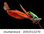 Red-eyed tree frog sitting on flower stalks, red-eyed tree frog (Agalychnis callidryas) closeup