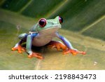 Red-eyed tree frog sitting on green leaves, red-eyed tree frog (Agalychnis callidryas) closeup