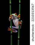 Red-eyed tree frog sitting on branch with isolated background, red-eyed tree frog (Agalychnis callidryas) closeup