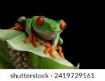 Red-eyed tree frog sitting on green leaves, Red-eyed tree frog closeup on leaves, Red-eyed tree frog (Agalychnis callidryas) looks over leaf edge