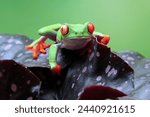 Red-eyed tree frog sitting on green leaves,Red-eyed tree frog (Agalychnis callidryas) closeup