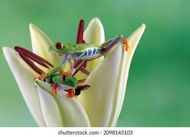 Red-eyed tree frog sitting on lily flower, Red-eyed tree frog (Agalychnis callidryas) closeup on branch