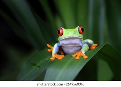 Red-eyed tree frog sitting on green leaves, red-eyed tree frog (Agalychnis callidryas) closeup - Shutterstock ID 2149560345