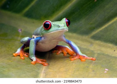 Red-eyed tree frog sitting on green leaves, red-eyed tree frog (Agalychnis callidryas) closeup - Shutterstock ID 2198843473