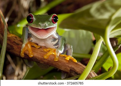 Red-eyed tree frog smile