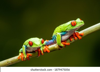 Red-eyed tree frogs (Agalychnis callidryas) - closeup with selective focus.
