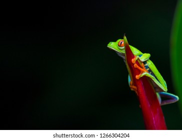 Red-Eyed Treefrog (Agalychnis callidryas) spotted outdoors