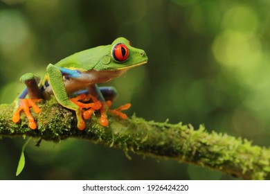 Red-eyed treefrog, Agalychnis saltator, Costa Rica - Shutterstock ID 1926424220