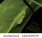Red-eyed treefrog eggs deposited on the underside of a leaf